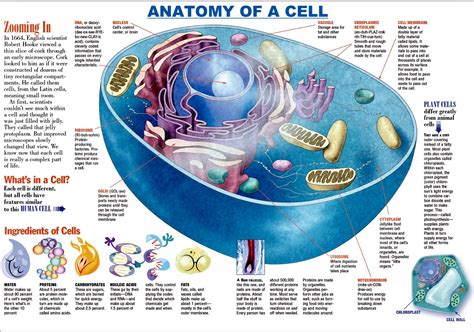 What Are The Functions Of The Major Cell Structures - Printable ...