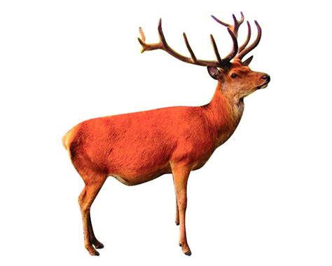 Global warming leads to rise in red deer population