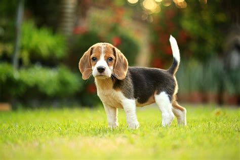 Beagle Puppy Training Timeline: How to Train & Raise a Beagle