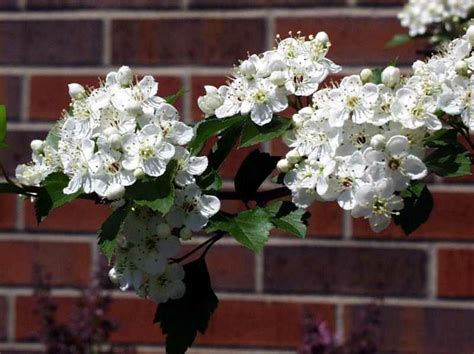 Winter king hawthorn | Urban tree, Street trees, Green city