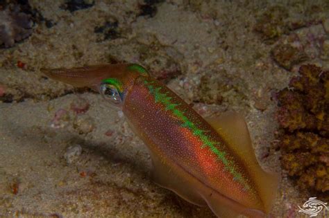 Bigfin Reef Squid- Facts Photographs and Video | Seaunseen