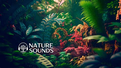 Nature Sounds Forest Sounds Nature Sounds Forest Relaxing Sounds To ...