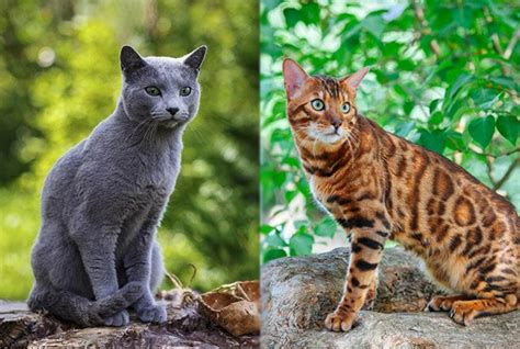 Russian Blue Bengal Cat Mix: Pictures, Care, Info & Traits | Hepper