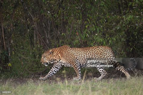 African Leopard Hunting At Night High-Res Stock Photo - Getty Images