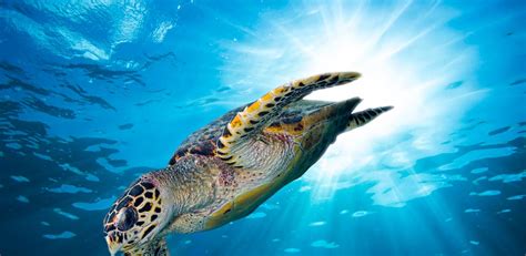 Sea Turtles | NFWF