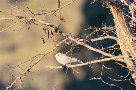 passerine sp. - eBird