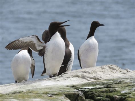 The Farne Islands: seabirds, geology and Celtic Christianity - Cumbria ...