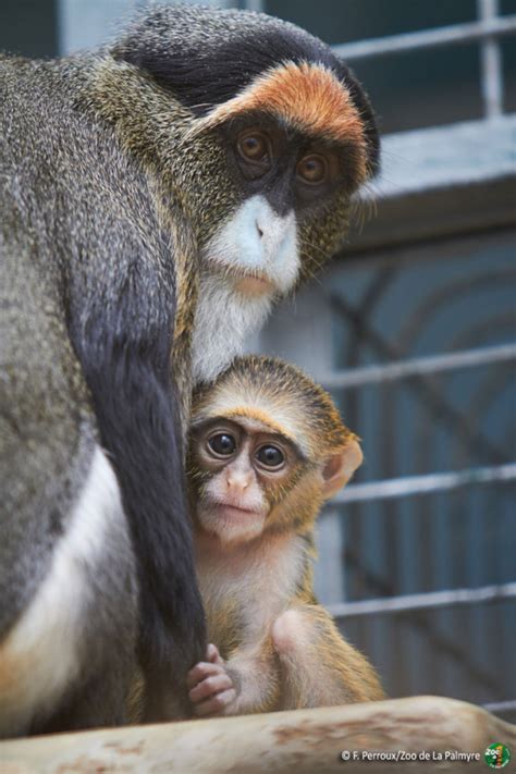 Baby De Brazza’s Monkey for La Palmyre Zoo - ZooBorns