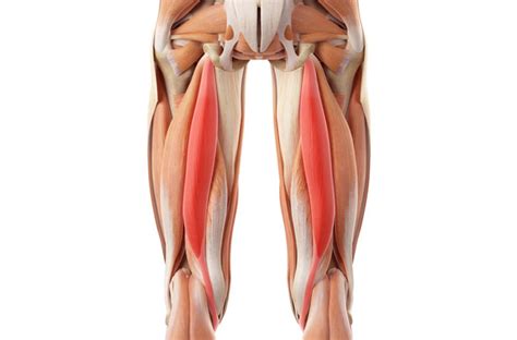 Hamstring Injuries - Symptoms and Causes