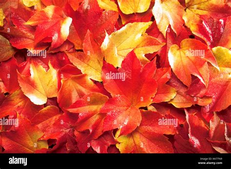 red autumn leaves Stock Photo - Alamy