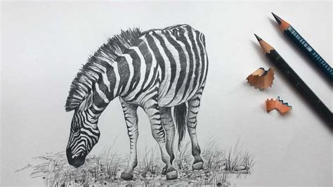 Wild Animal Pencil Drawings