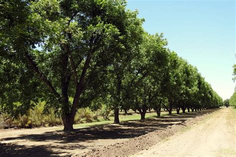 Pecan Tree Leaf Facts - Garden.eco