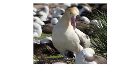 Albatross: Description, Habitat, & Fun Facts I ThePetFacts