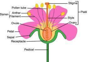 Draw, color and label the parts of a Gumamela flower. Write the ...