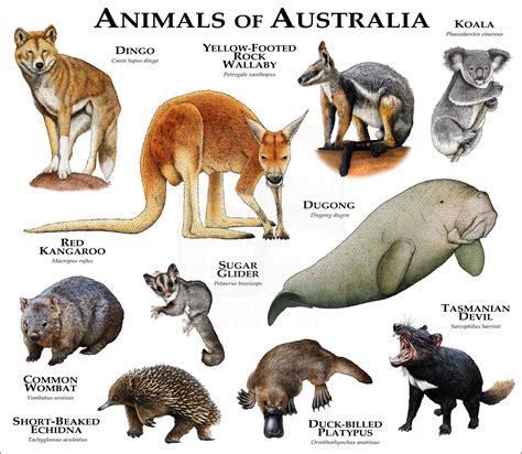 Animals of Australia Poster Print - inkart