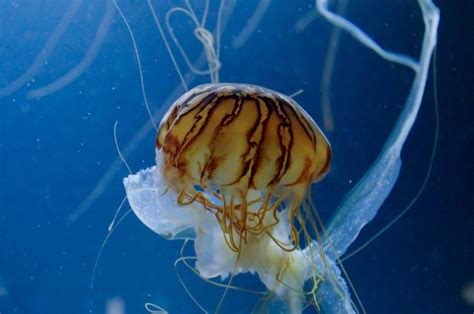 Tiger Jellyfish Free Photo Download | FreeImages