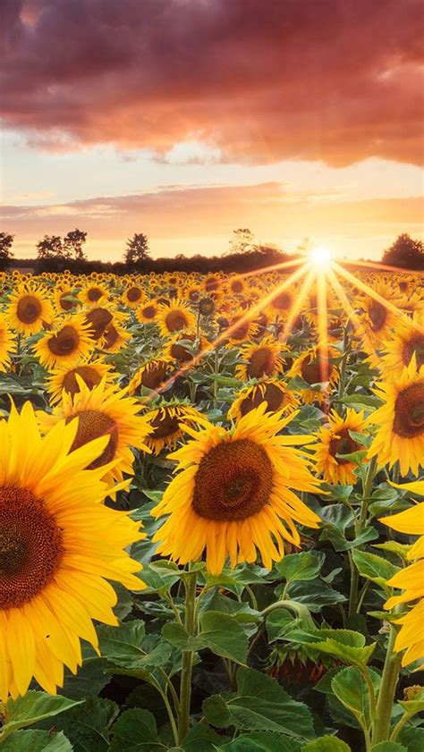 Grand sunflower field iphone wallpapers – Artofit