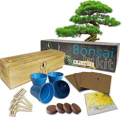 Amazing Bonsai Tree Kit Hobby Lobby in the world Don t miss out | leafyzen