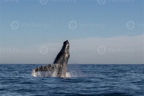 humpback whale breaching 20220966 Stock Photo at Vecteezy