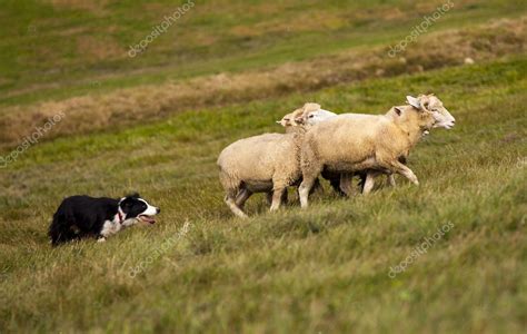 Border Collie Herding Sheep — Stock Photo © MaundyMitchell #20987389