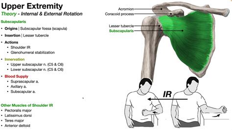 Muscles of Shoulder External & Internal Rotation - YouTube