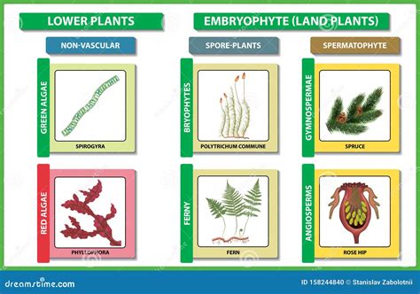 Plant Classification. Diversity of Living Green Plant Divisions. Vector ...