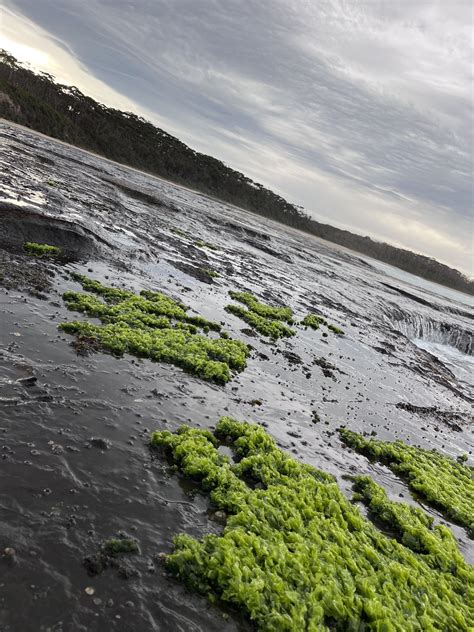 How to identify, harvest, cook and eat sea lettuce edible seaweed ...