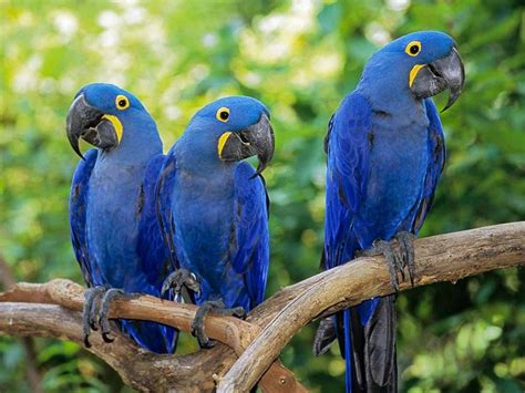 Hyacinth Macaw Facts, Care as Pets, Housing, Diet, Images, Video