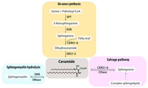 Sphingolipid Synthesis