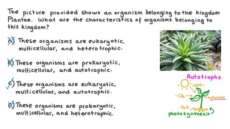 Question Video: Recalling the Key Characteristics of Kingdom Plantae ...