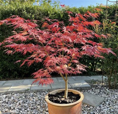 CASCADING WEEPING JAPANESE Maple Tree Seeds - Acer Palmatum [LIMITED ...