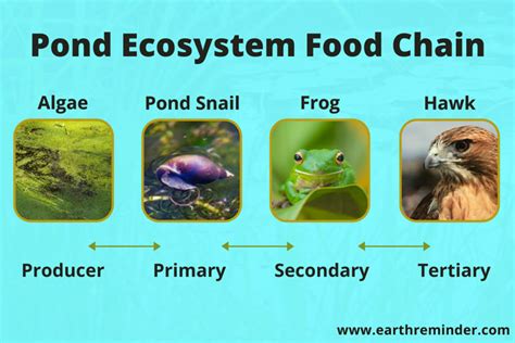 Pond Ecosystem: Types, Food Chain, Animals and Plants | Earth Reminder