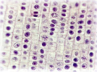 Mitosis Stages Under Microscope