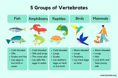 5 Groups of Vertebrates - Characteristics and Examples | Vertebrates ...