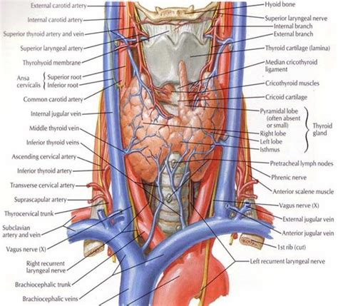 What Is Thyroid Anatomy Blood Supply Embyology Muscle Supply