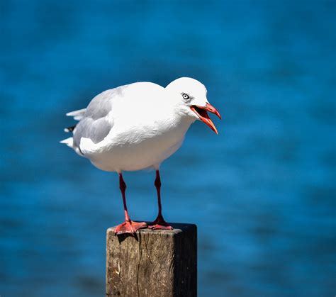 1 568 Angry seagull | Alan Davidson | Flickr