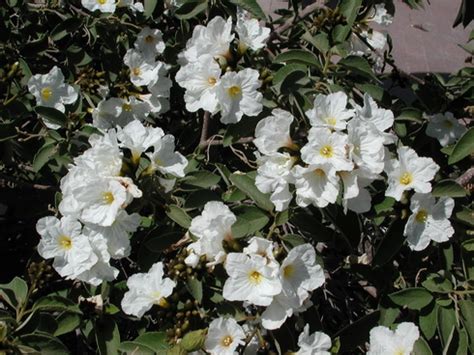 Cordia Flower, Types of Cordia