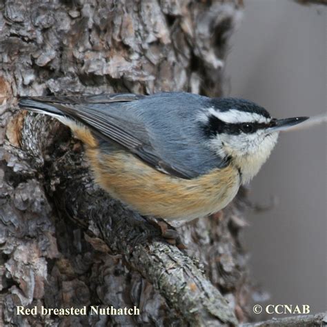 Red-breasted Nuthatch (Sitta canadensis) - RBNU