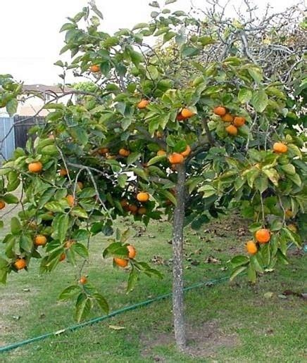 Planting Persimmon Trees Pruning