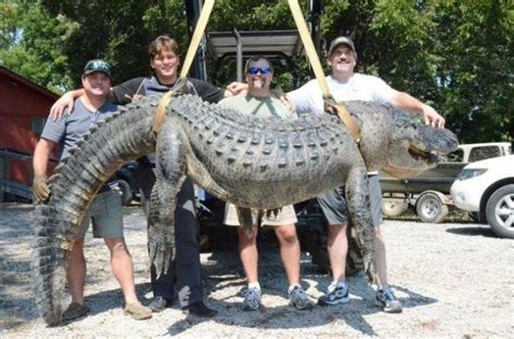 Mississippi alligator taken in Issaquena County tops state weight ...