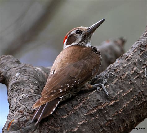 ARIZONA WOODPECKER 5-30-14 7325 | Danny Bales | Flickr