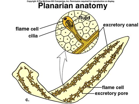 Class Turbellaria - Zoology Phyla