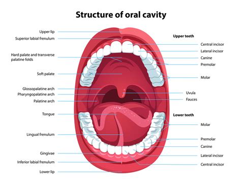 Oral Cavity Anatomy With Educational Labeled Structure Vector ...