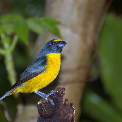 Green-throated Euphonia (Euphonia chalybea) :: BirdWeather