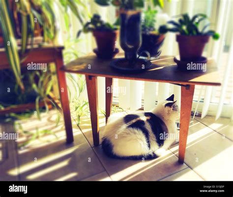 Cat under the table hi-res stock photography and images - Alamy