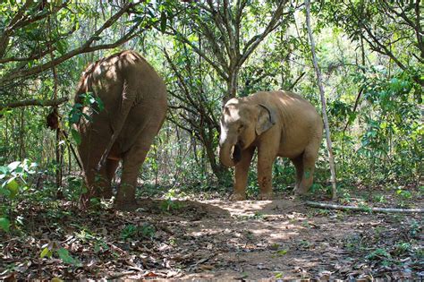 Pattaya Elephant Sanctuary | Thailand | Photo Gallery