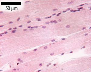 Skeletal Muscle Tissue Under Microscope - art-floppy