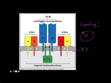 Immunology: T cell receptor structure and function - YouTube