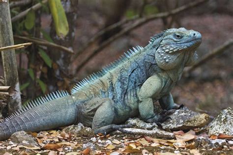 Grand Cayman Blue Iguana | reptile conservation