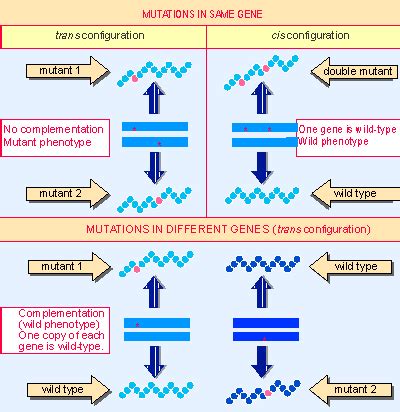 8. A cistron is a single stretch of DNA | Genes VII